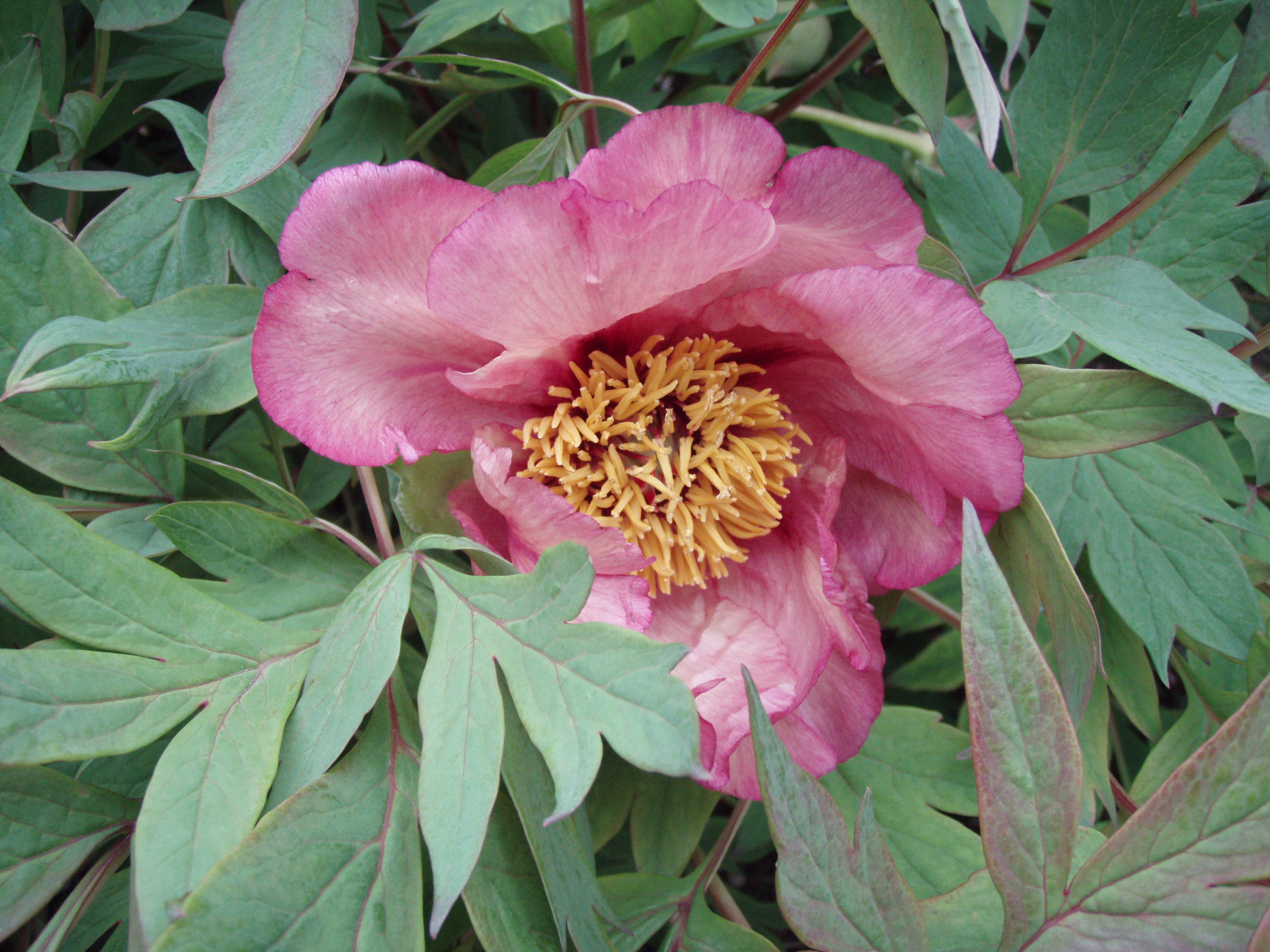 OLYMPUS DIGITAL CAMERA